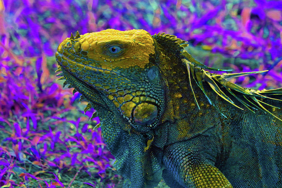Iguana 2 - Abstract Photograph by Ron Berezuk