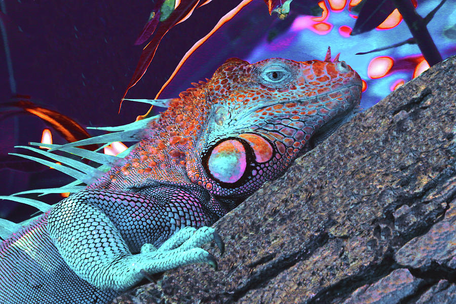 Iguana 3 - Abstract Photograph by Ron Berezuk