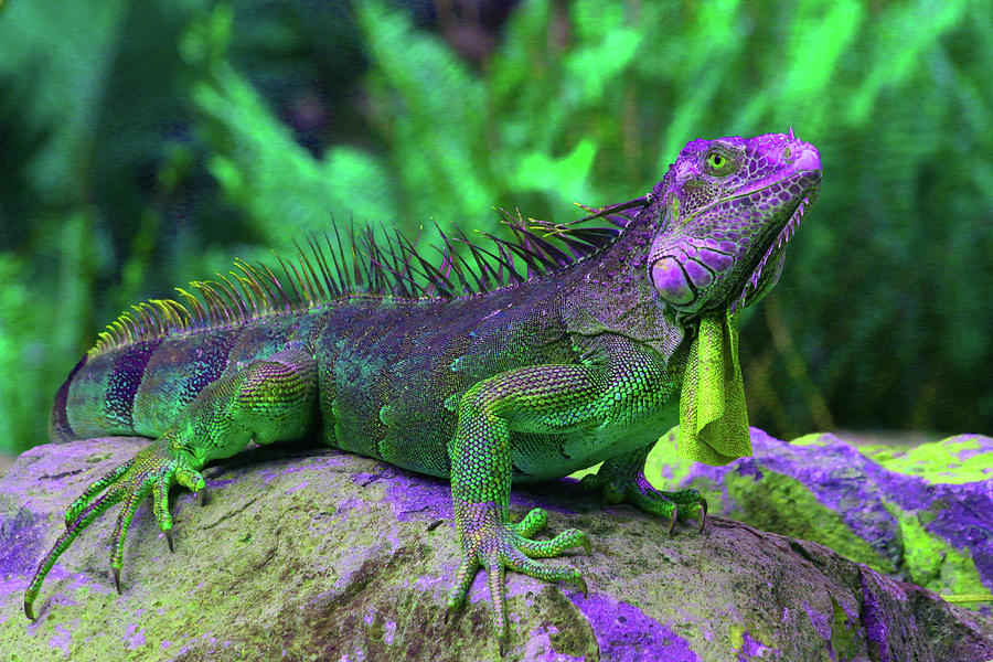 Iguana 5 - Abstract Photograph by Ron Berezuk