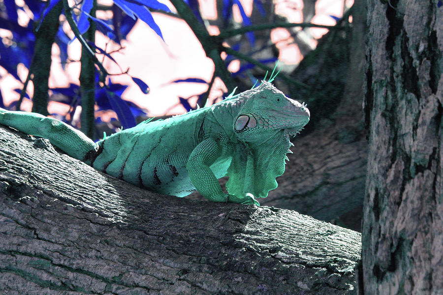 Iguana 8 - Abstract Photograph by Ron Berezuk