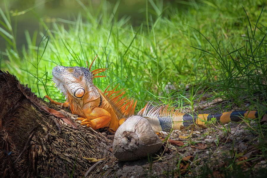 Iguana and Coconut Photograph by Mark Andrew Thomas