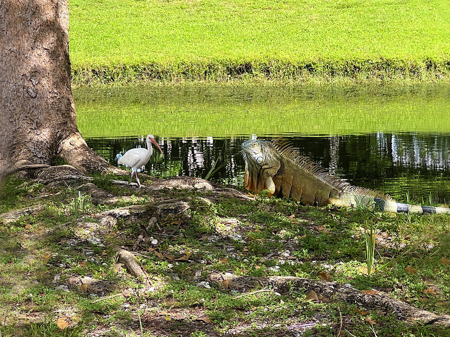 Iguana and White Ibis Photograph by Karen Zuk Rosenblatt