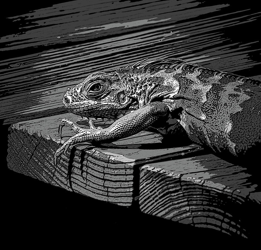 Iguana B/W Photograph by Debra Kewley