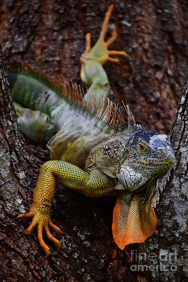 Iguana Photograph by Bailey Maier