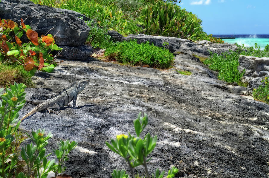Iguana basking on tropical Cozumel beach Photograph by Peter Herman