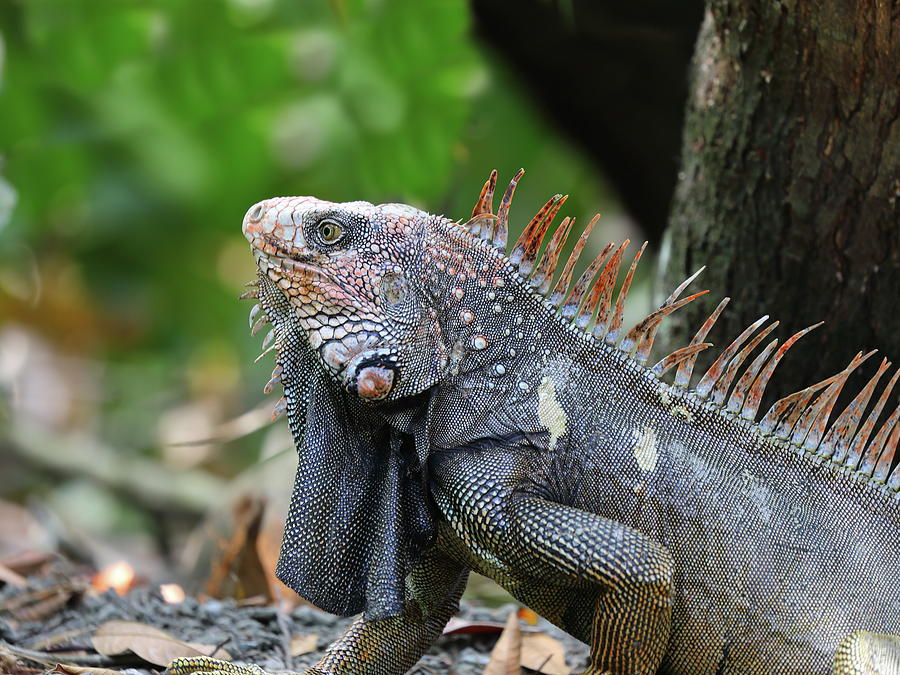 Iguana C Photograph by Alex Nikitsin - Fine Art America