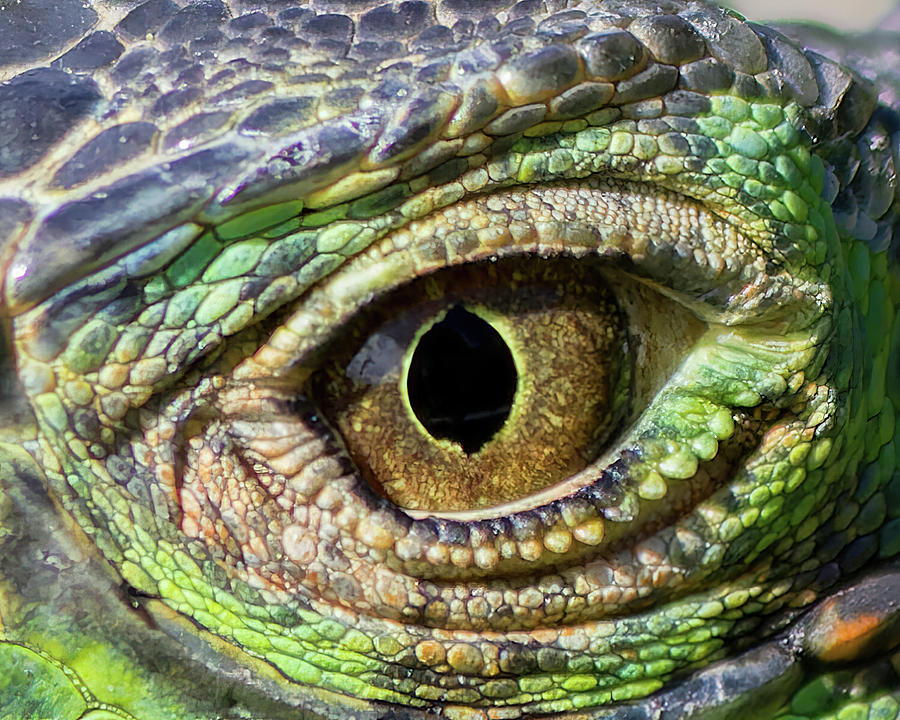 Iguana Eye 1 Photograph by Shane Bechler