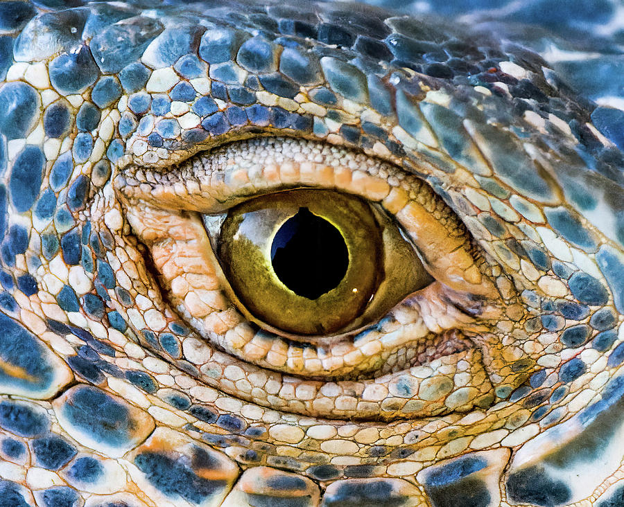 Iguana Eye 2 Photograph by Shane Bechler