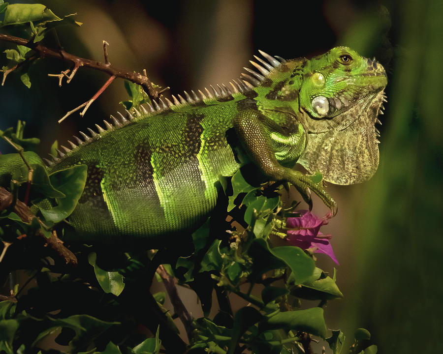 Iguana In Bougelvanea  Photograph by Don Durfee