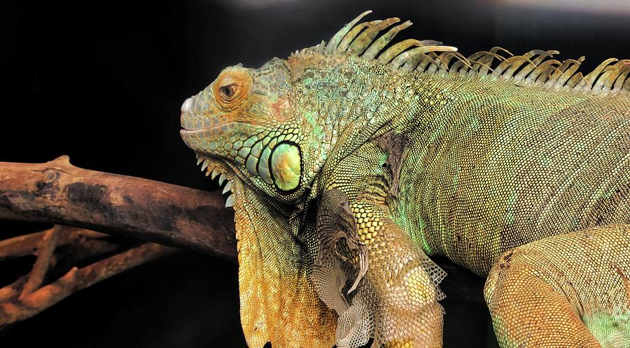 Iguana In Deep Thought Photograph