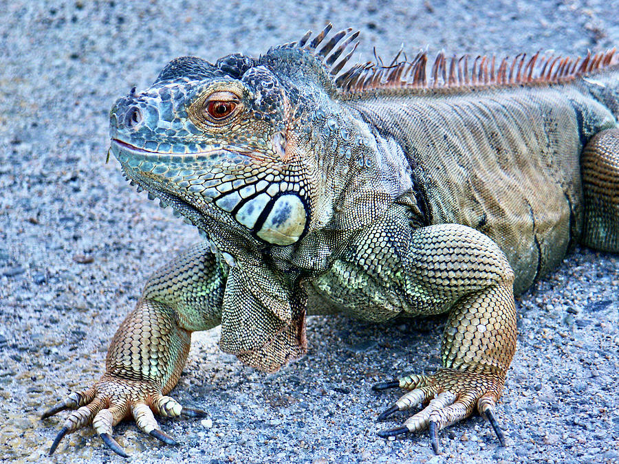 Iguana in New England 2 Photograph by Lucio Cicuto - Fine Art America