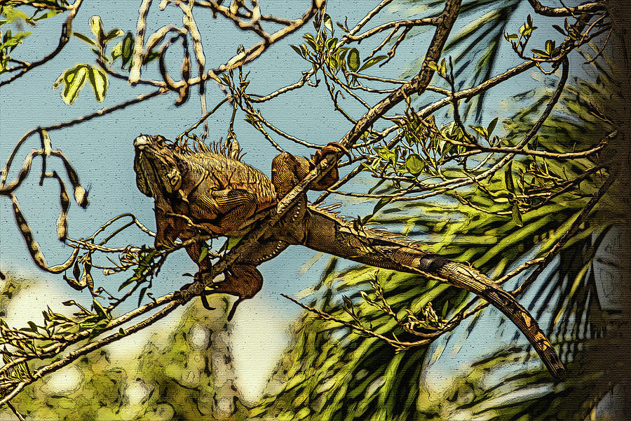 Iguana In The Tree Digital Art by Pheasant Run Gallery