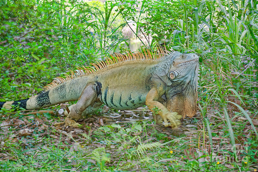 Iguana in the tropics Photograph by Judy Kay