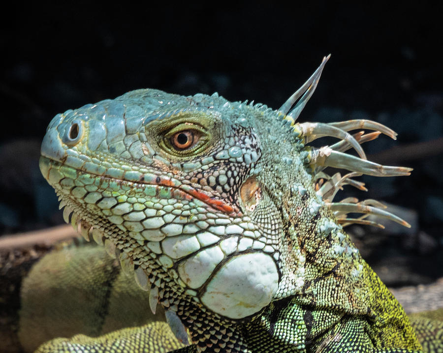 Iguana Of St. Martin Island Photograph By John Ferris - Pixels