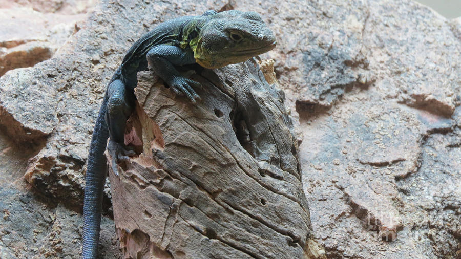 Iguana on Boulder Photograph by Mary Mikawoz
