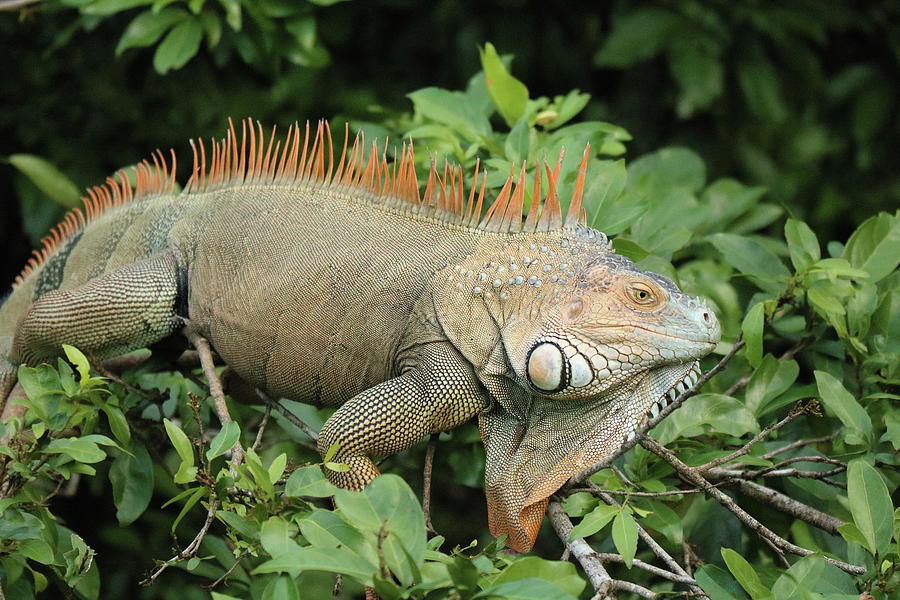 Iguana on branch Photograph by Russell Hinckley
