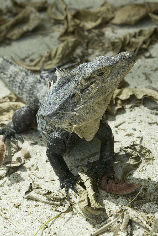 Iguana on forest floor Photograph by Photodisc