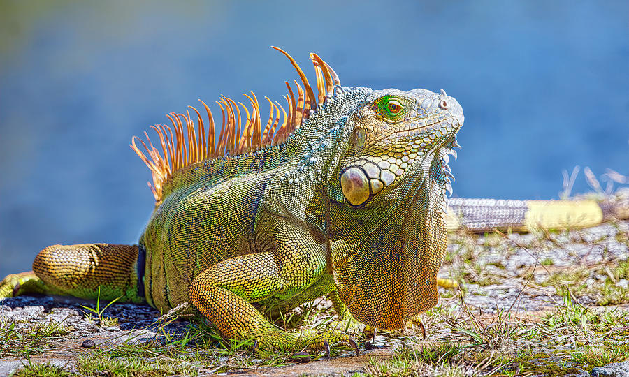 Iguana on Guard Photograph by Judy Kay