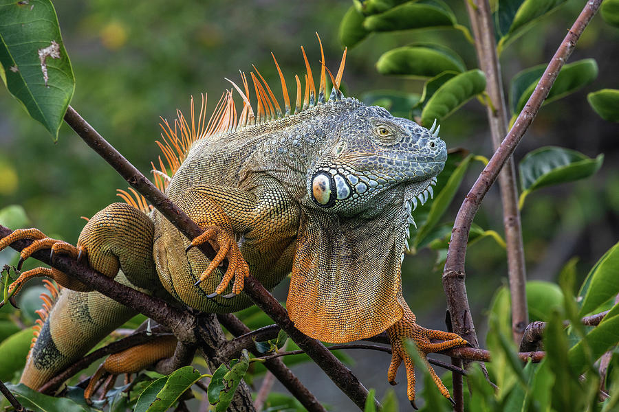 Iguana sitting on a branch Photograph by Keagan Smith - Fine Art America