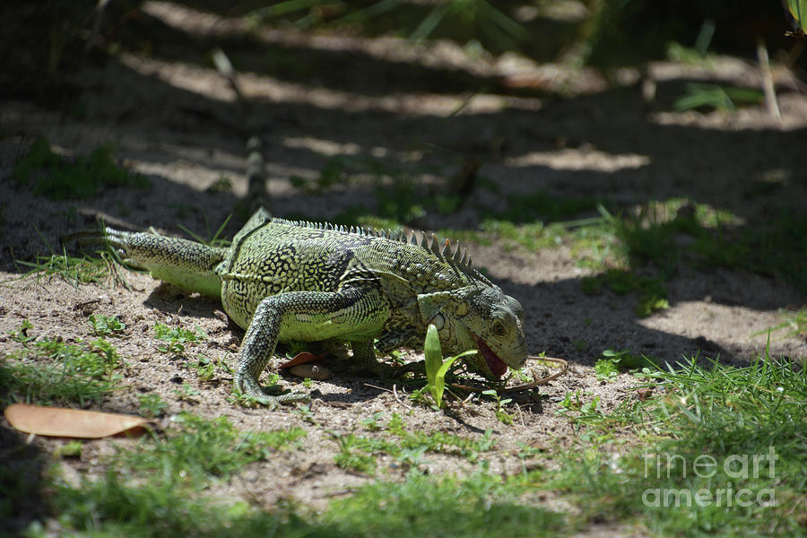 Iguana Snacking on Weeds and Grasses in Aruba Photograph by DejaVu Designs