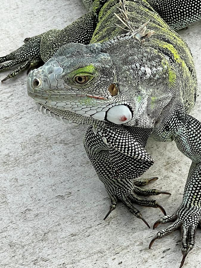 Reptile Photograph - Iguana St. Maarten by Caroline Stella