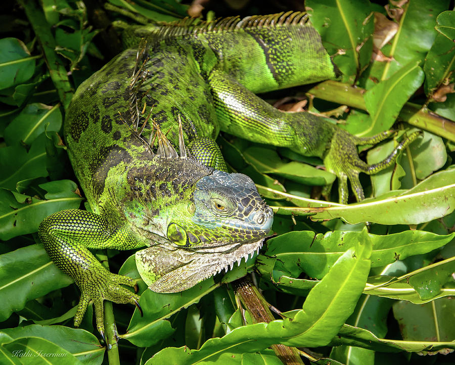 Iguana Sunning Photograph by Kathi Isserman
