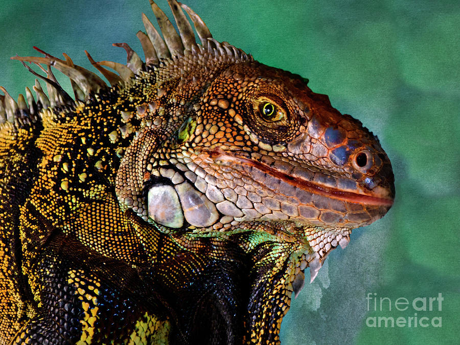 Iguana Up Close And Personal Photograph by Al Bourassa