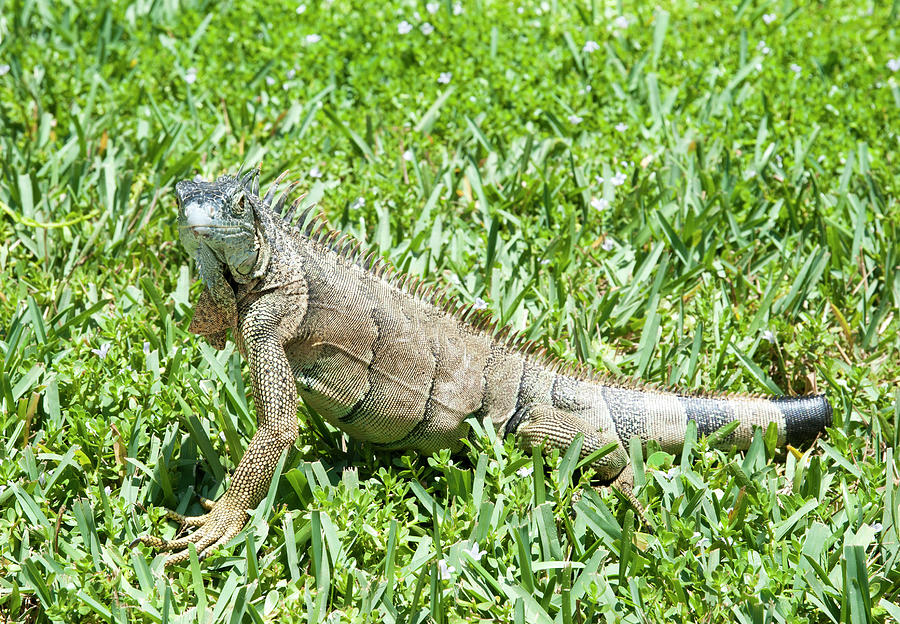 Iguana Without Tail Photograph by Ramunas Bruzas - Fine Art America