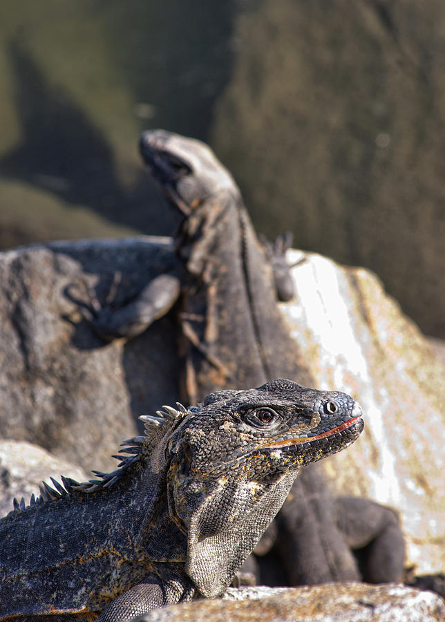 Iguanas Photograph by Kevin Duke