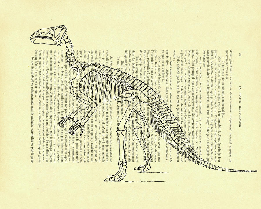 Dinosaur Mixed Media - Iguanodon Skeleton by Madame Memento