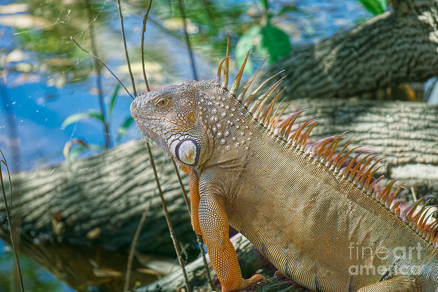 Iguana by the River Photograph by Judy Kay