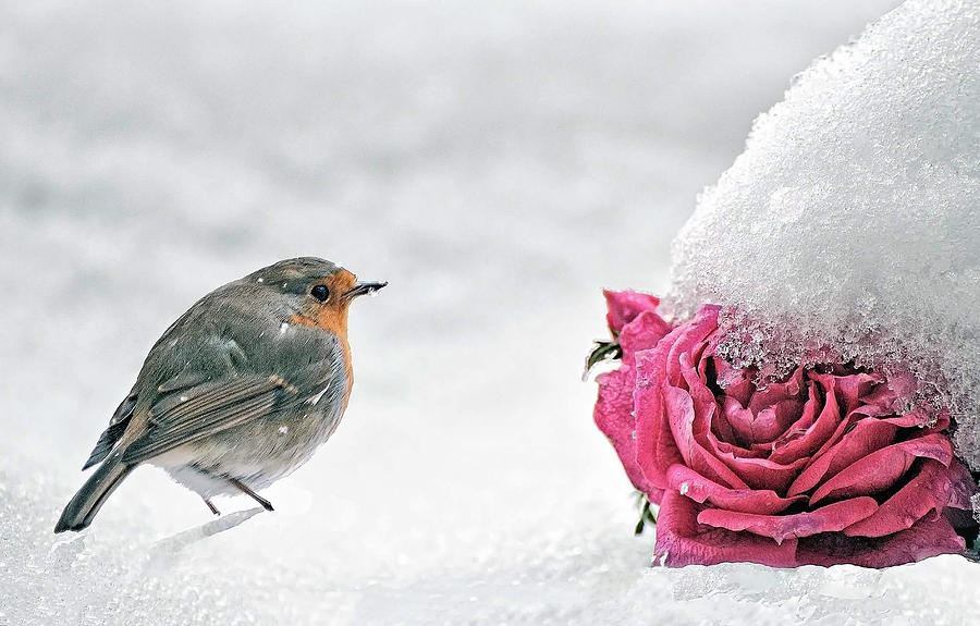 The robin and the rose in the snow Photograph by Loredana Gallo Migliorini