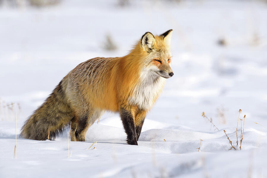 Red Fox Photograph by Scott Warner