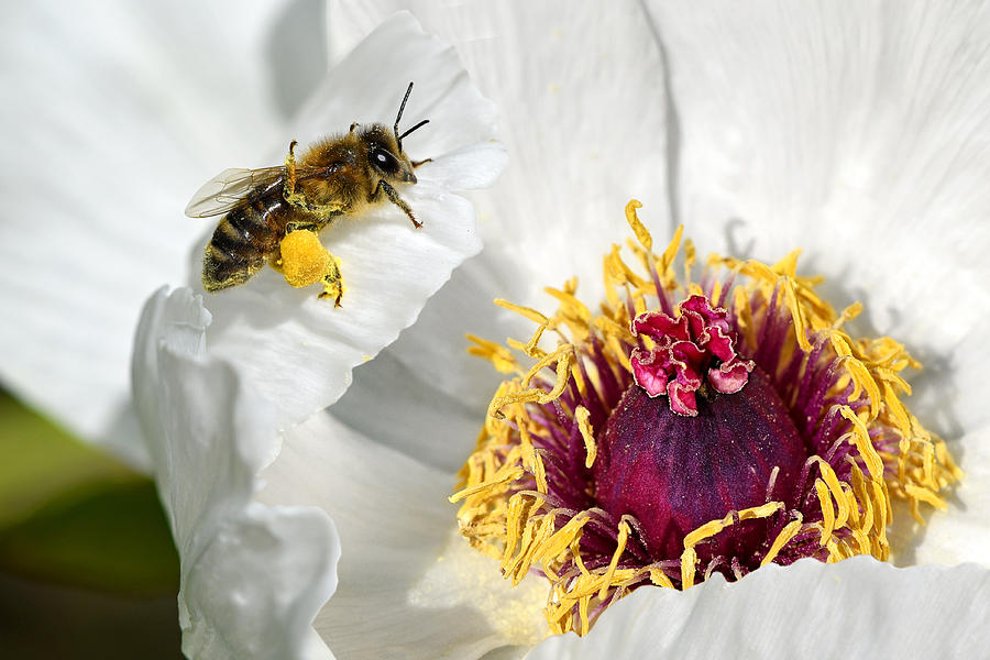 Ill Be Back - Honey Bee on Tree Peony Flower Photograph by Gill Billington