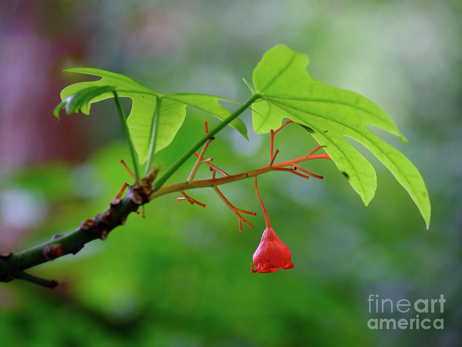 Nature Photograph - Illawarra Flame Tree First Flower by Neil Maclachlan