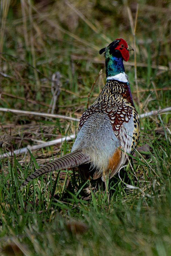 Illinois Pheasant Photograph by Dwight Eddington Fine Art America