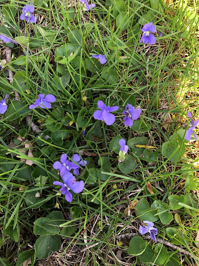 Illinois Violets Photograph by Steve Baldwin - Fine Art America