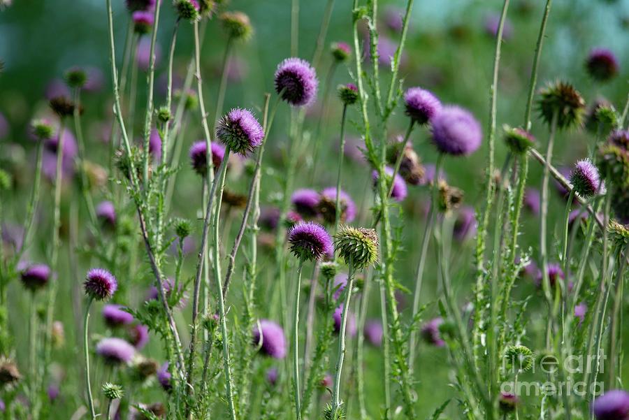 Illinois Wildflowers - 45 Photograph by David Bearden - Fine Art America