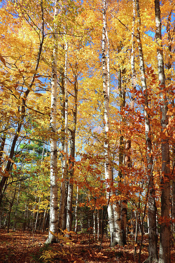 Illuminated Birch in the Fall Photograph by David T Wilkinson