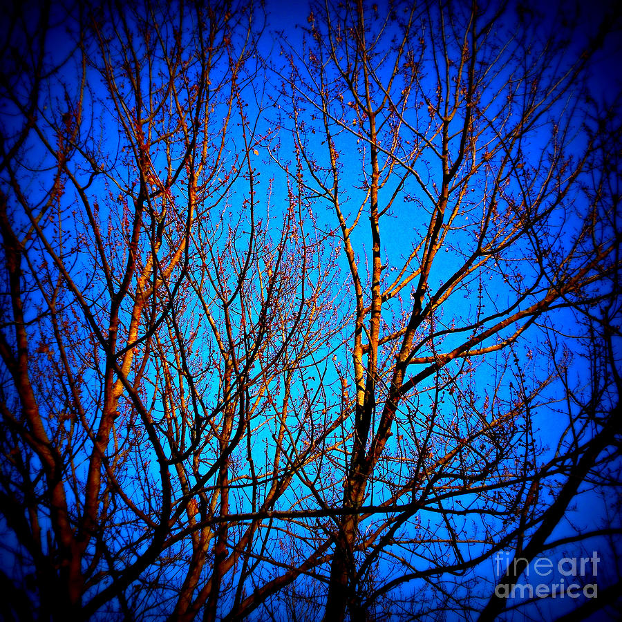 Illuminated Branches - Square Photograph by Frank J Casella