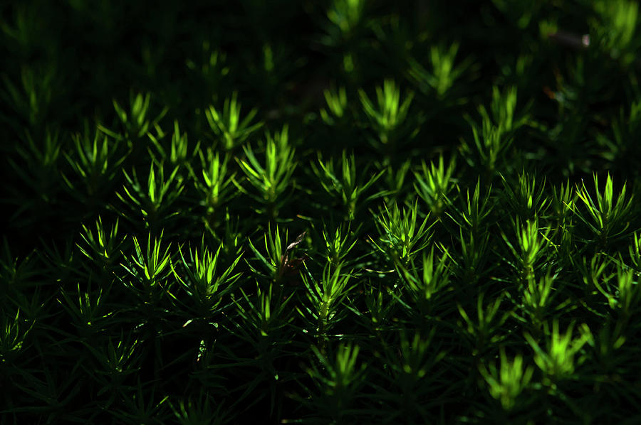 Illuminated Forest Life. Green Splashes of Sphagnum Moss Photograph by Jenny Rainbow