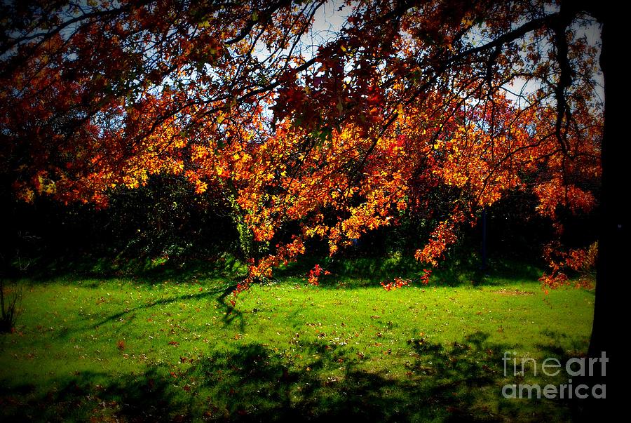 Nature Photograph - Illuminated Golden Autumn Leaves by Frank J Casella