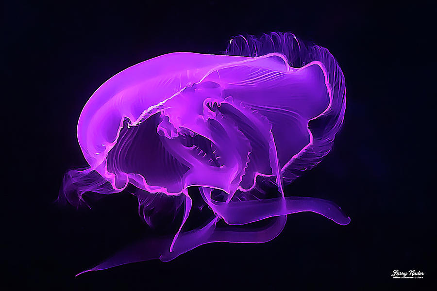 Illuminated Jellyfish Photograph by Larry Nader