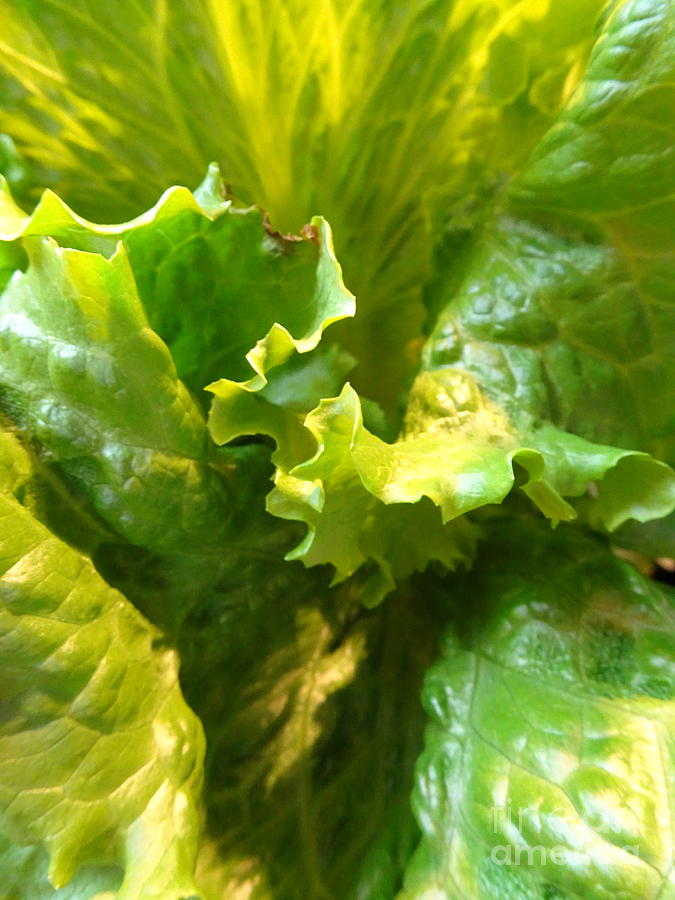 Illuminated Lettuce Tongue Ready For Your Salad Photograph