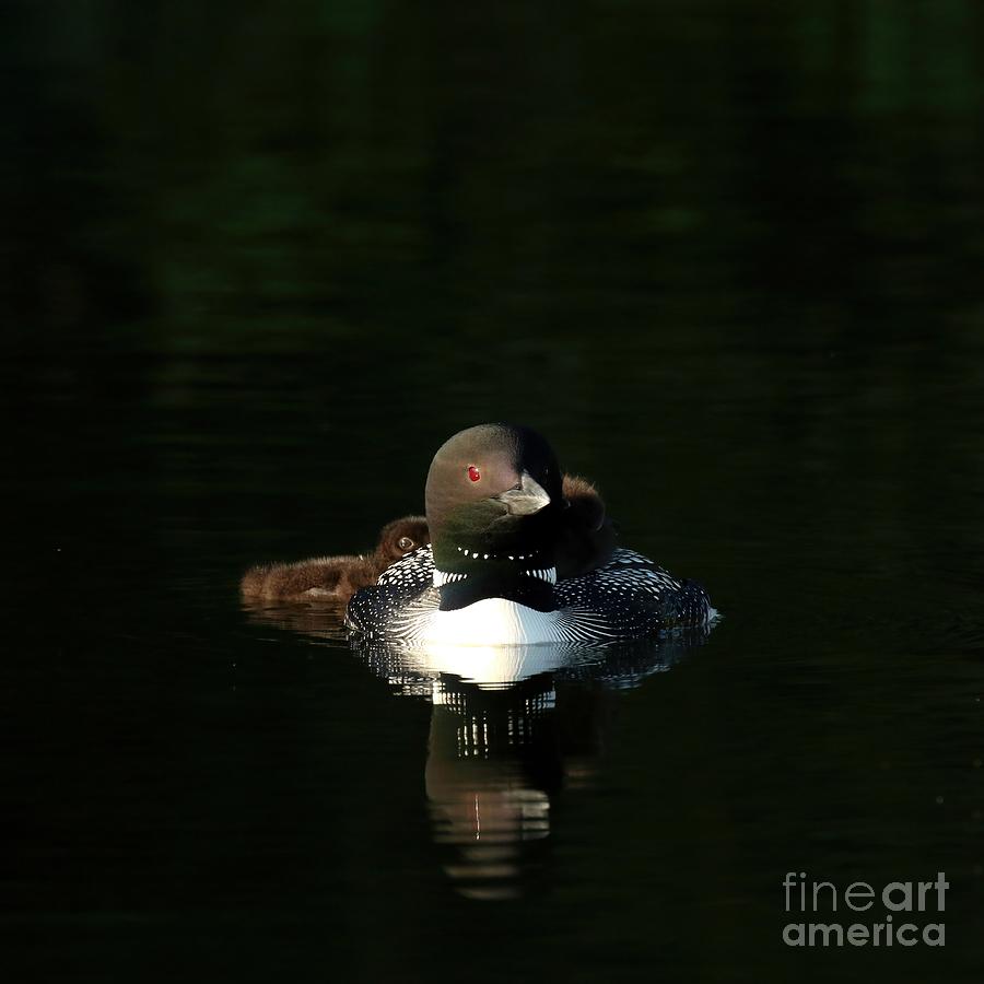 Illuminated loons  Photograph by Heather King