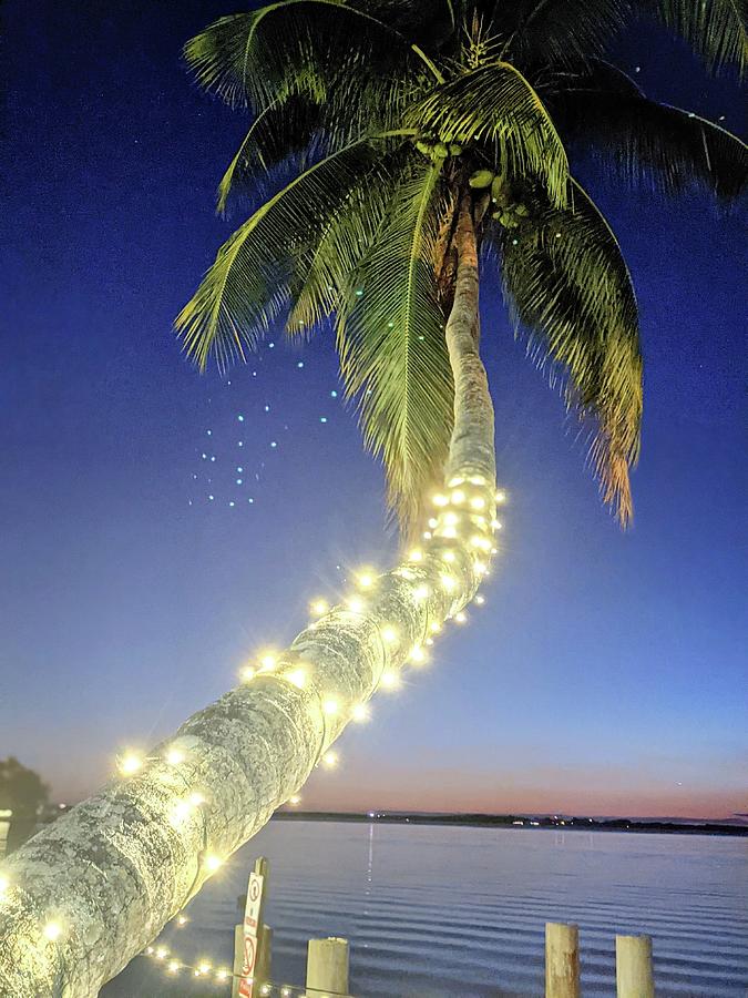 Illuminated Palmtree Photograph by Claudia Zahnd-Prezioso