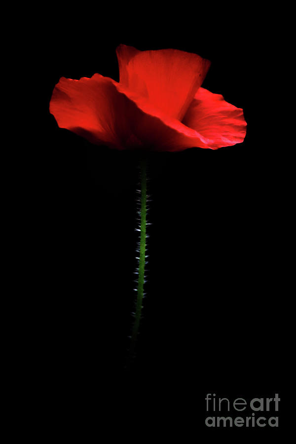 Illuminated Poppy Photograph by Baggieoldboy