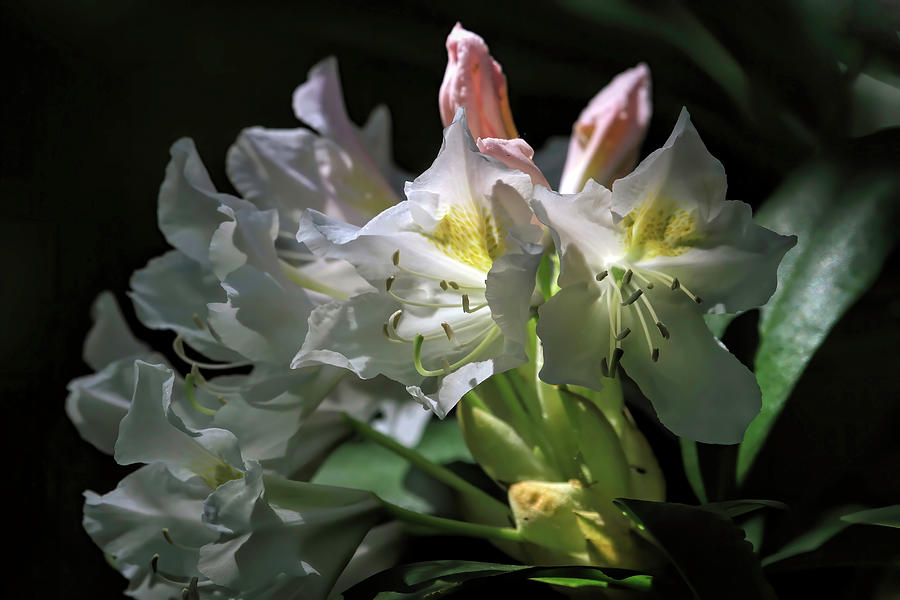 Flower Photograph - Illuminated Rhododendrons by Donna Kennedy