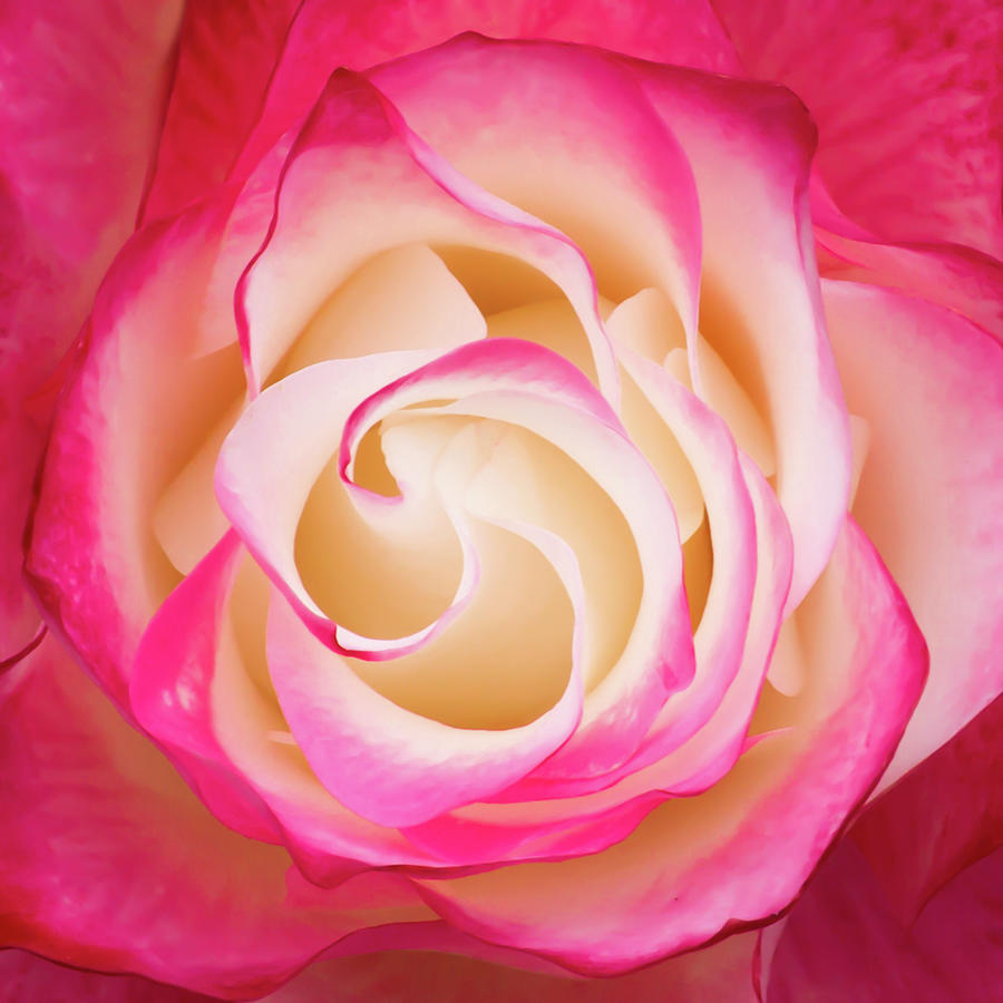 Illuminated Rose Photograph by Bonnie Follett