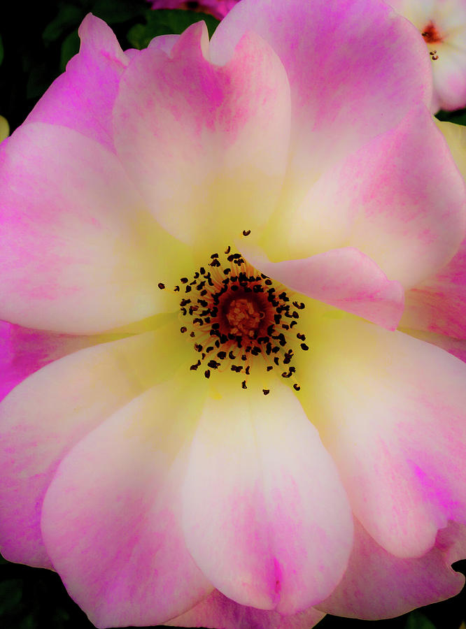 Illuminated Sweet Vivien Rose Photograph by Matthew Bamberg